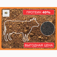 Шрот рапсовый (АСВ - 40%)