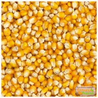 Продаем семена гибридов кукурузы урожая 2017 года, с одним протравителем витовакс 200