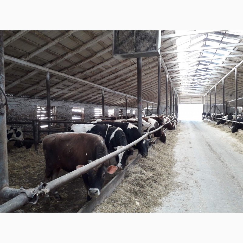 Фото 15. Продам быков, коров, телок, нетелей, тельных коров