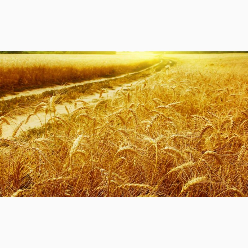 Фото 3. Пшеница, ячмень на экспорт