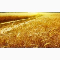 Пшеница, ячмень на экспорт