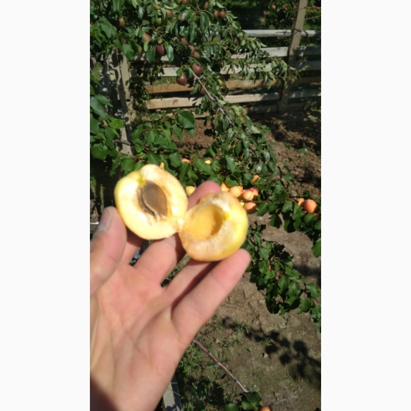 Фото 2. Абрикосы для экспорта. Иссык-куль ( южный берег) Заготовливаем абрикосы отборного сорта
