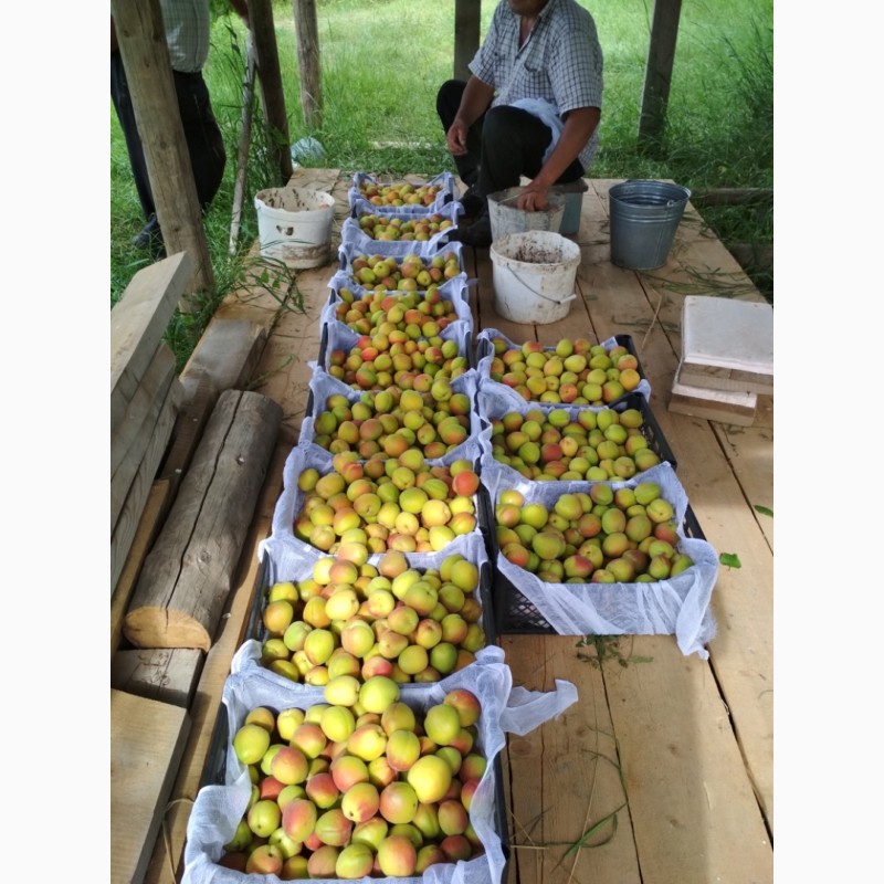 Фото 3. Абрикосы для экспорта. Иссык-куль ( южный берег) Заготовливаем абрикосы отборного сорта