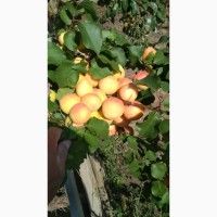 Абрикосы для экспорта. Иссык-куль ( южный берег) Заготовливаем абрикосы отборного сорта
