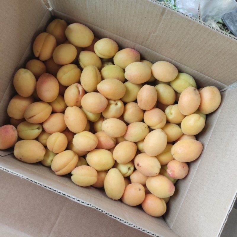 Фото 5. Абрикосы для экспорта. Иссык-куль ( южный берег) Заготовливаем абрикосы отборного сорта