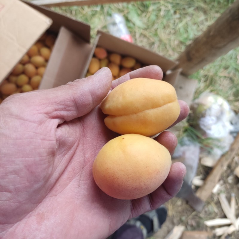 Фото 6. Абрикосы для экспорта. Иссык-куль ( южный берег) Заготовливаем абрикосы отборного сорта