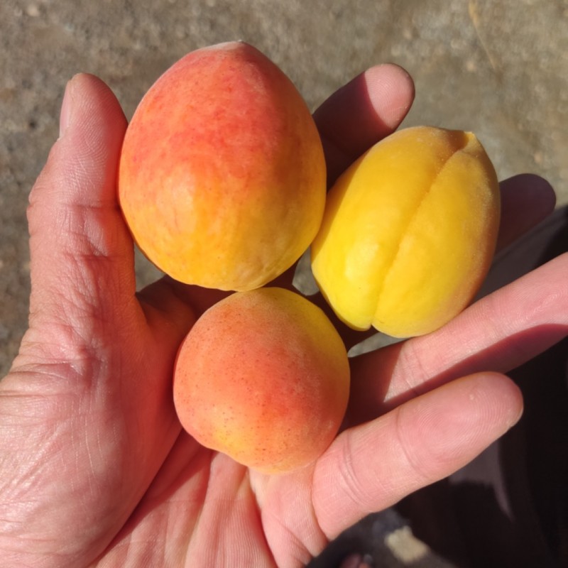 Фото 7. Абрикосы для экспорта. Иссык-куль ( южный берег) Заготовливаем абрикосы отборного сорта