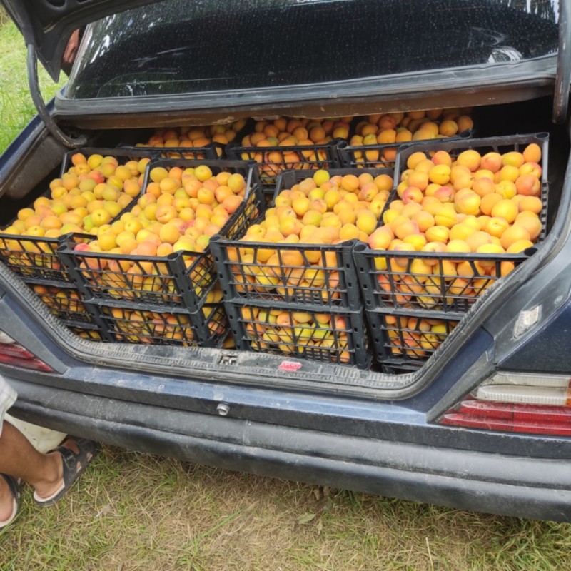 Фото 8. Абрикосы для экспорта. Иссык-куль ( южный берег) Заготовливаем абрикосы отборного сорта