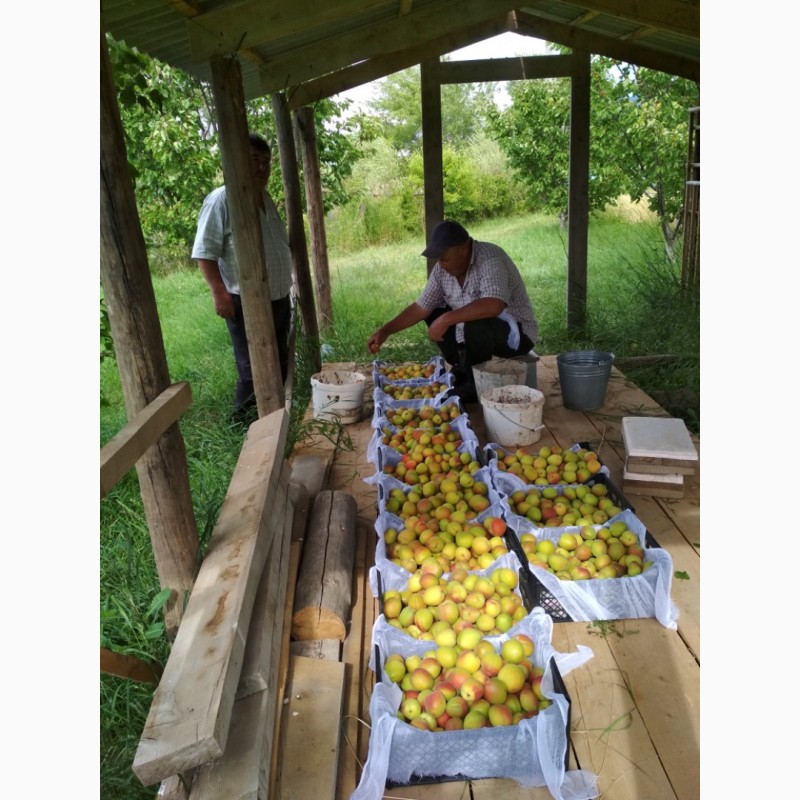 Фото 9. Абрикосы для экспорта. Иссык-куль ( южный берег) Заготовливаем абрикосы отборного сорта
