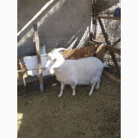 Продаю козу 4, 5 года для разведения и молока