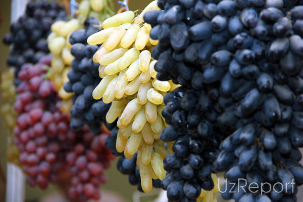 Фото 2. Куплю виноград