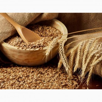 Семена озимой пшеницы, ячменя урожая 2020 г