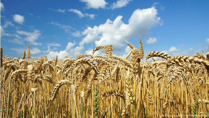 Фото 2. Продам пшеницу и муку всех сортов есть в наличи отруби