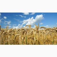 Продам пшеницу и муку всех сортов есть в наличи отруби
