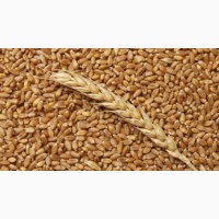 Продам пшеницу и муку всех сортов есть в наличи отруби