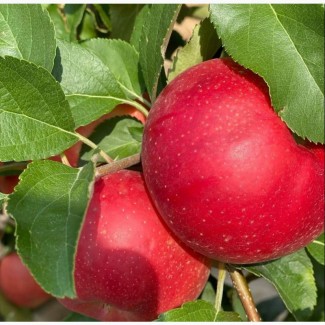 Экологически чистые, витаминные польские сорта яблок выращенные в садах Чуйской долины