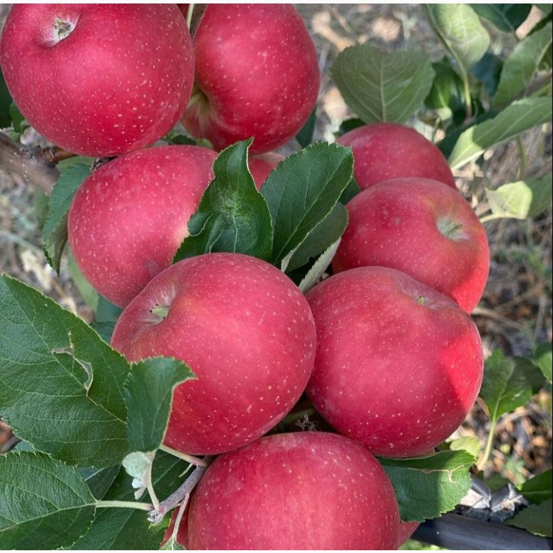 Фото 2. Экологически чистые, витаминные польские сорта яблок выращенные в садах Чуйской долины