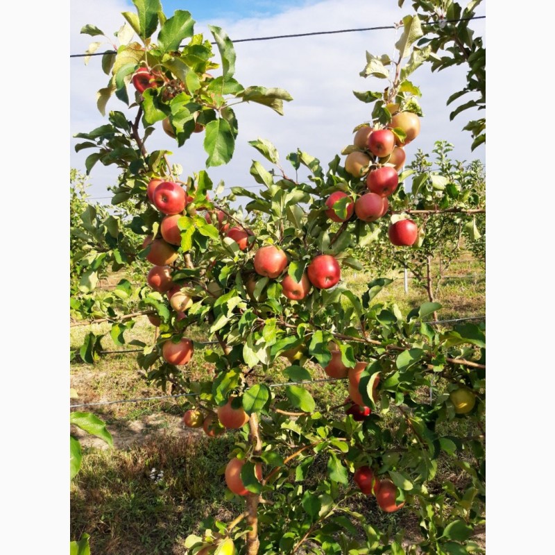 Фото 3. Экологически чистые, витаминные польские сорта яблок выращенные в садах Чуйской долины