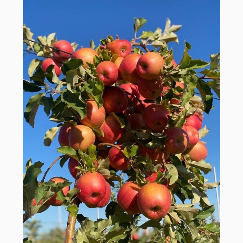 Фото 4. Экологически чистые, витаминные польские сорта яблок выращенные в садах Чуйской долины