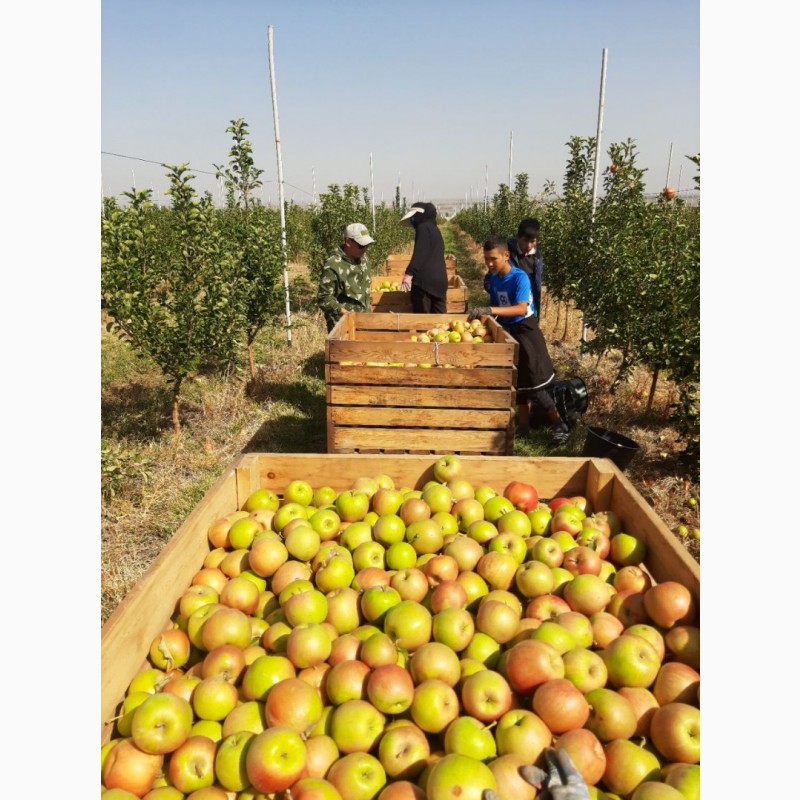 Фото 5. Экологически чистые, витаминные польские сорта яблок выращенные в садах Чуйской долины