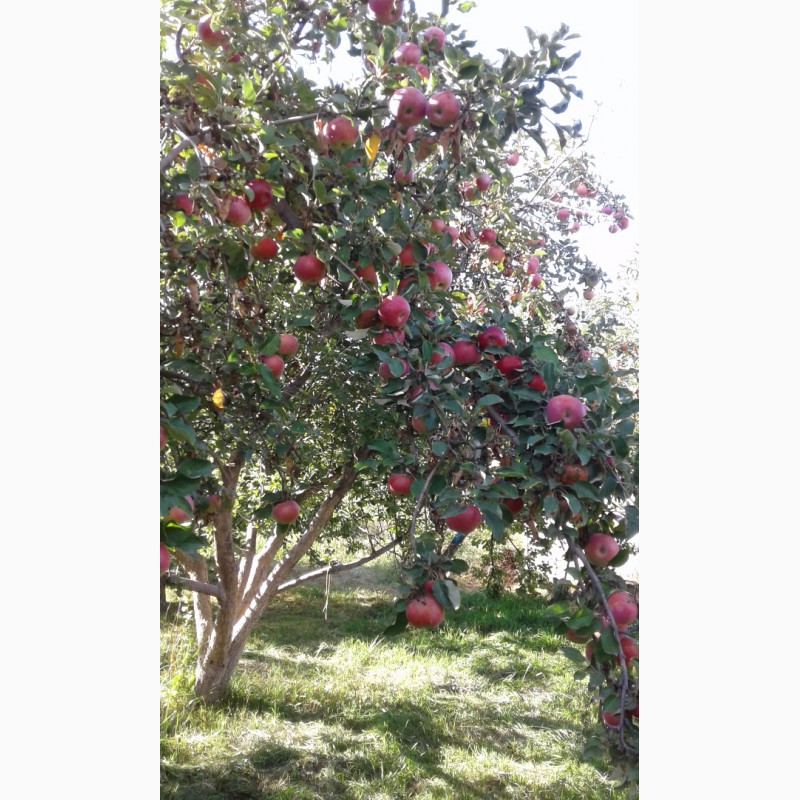 Фото 6. Продам саженцы летних и зимних сортов яблок и груш