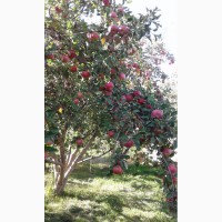 Продам саженцы летних и зимних сортов яблок и груш
