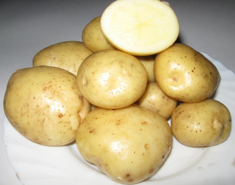 Продам семена картофеля сорта Сантэ супер элита