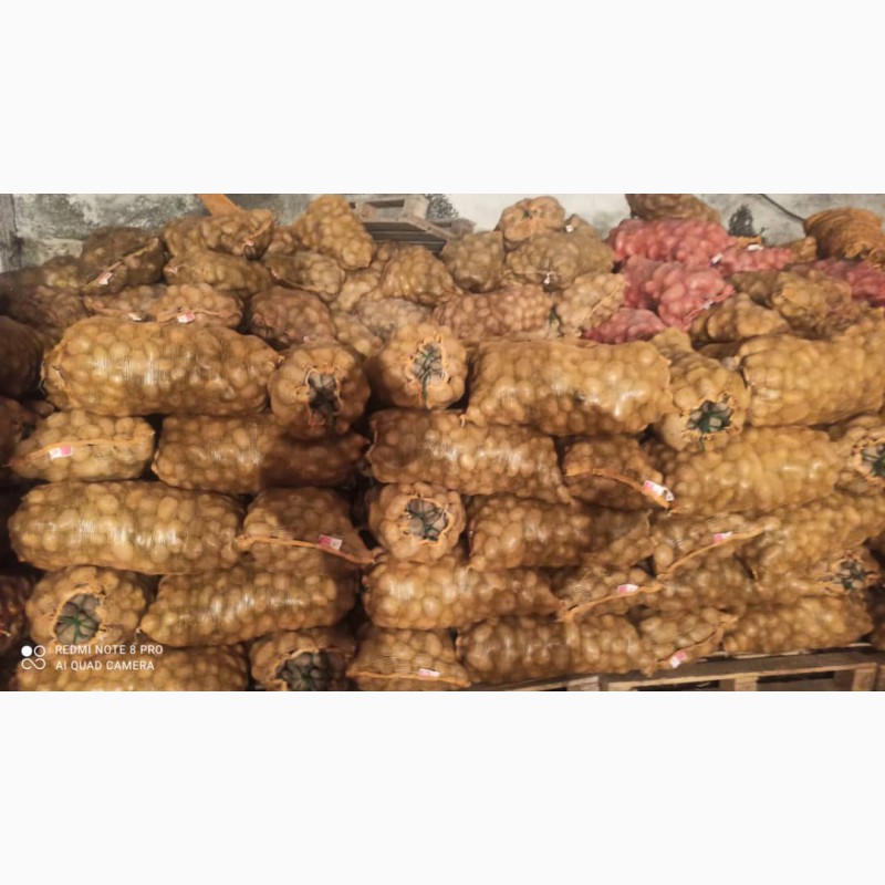 Фото 2. Продам семена картофеля сорта Сантэ супер элита