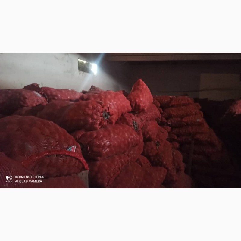 Фото 3. Продам семена картофеля сорта Сантэ супер элита