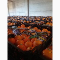 Продам апельсины Иранские