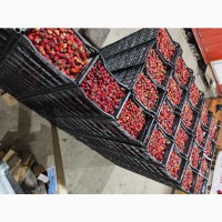 Заготовка сезонной ягоды Киргизии ( клубника, ежевика, смородина, вишня )
