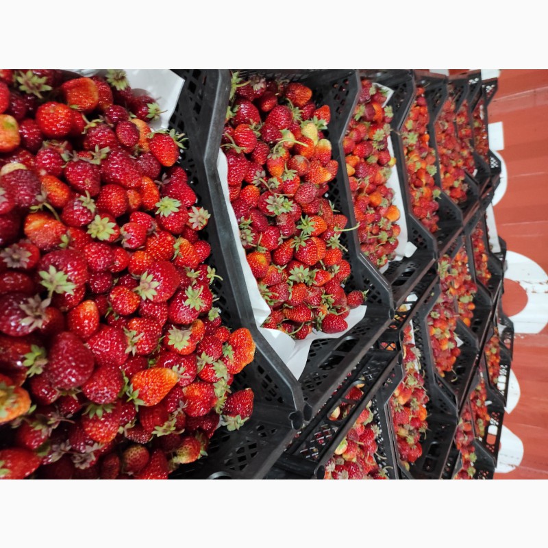 Фото 2. Заготовка сезонной ягоды Киргизии ( клубника, ежевика, смородина, вишня )