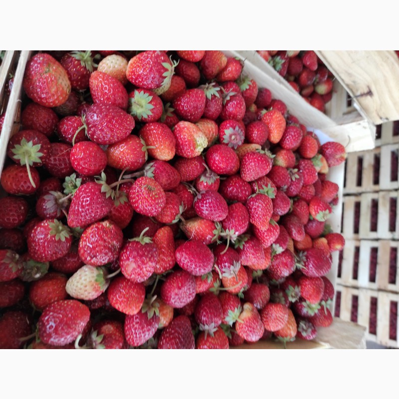 Фото 3. Заготовка сезонной ягоды Киргизии ( клубника, ежевика, смородина, вишня )