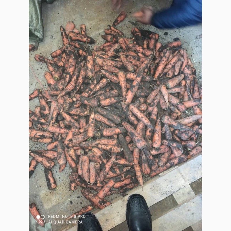 Фото 2. Продам морковь от поставщика. Отгружаем с 20 тонн