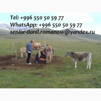 Guide, driver in Kyrgyzstan, travel, hiking, excursions