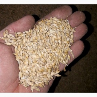 Пшеница 5 класса. Ячмень