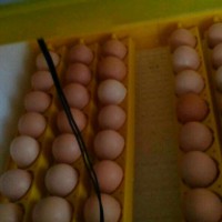 Продам Яйцо инкубацеоное Бролер и Цеплят